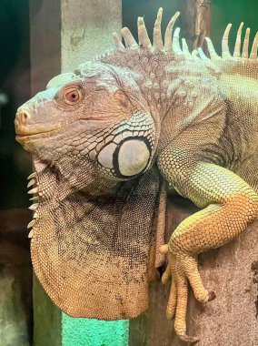 Bir ağaç dalında oturan büyük bir kertenkelenin fotoğrafı..