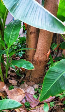 Ormandaki ağaçta oturan bir kuşun fotoğrafı..