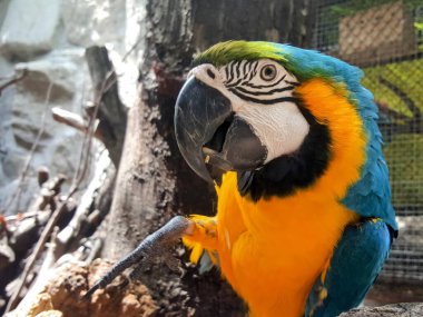 a photography of a parrot sitting on a branch in a zoo. clipart