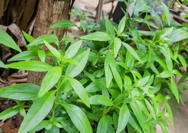 Tenceresinde yeşil yapraklar olan bir bitkinin fotoğrafı..