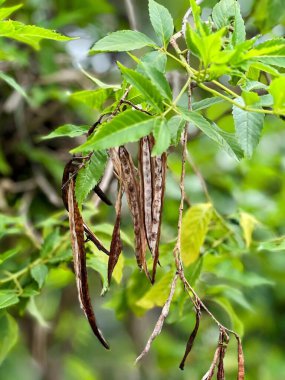 Tohum kabukları sallanan bir ağacın fotoğrafı..