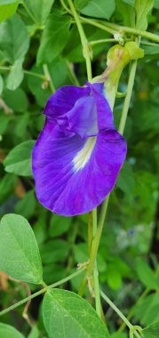 Arkasında yeşil yapraklar olan mor bir çiçeğin fotoğrafı..