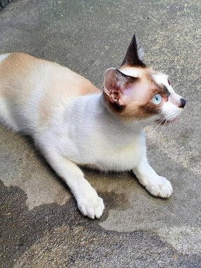 Bir kedi yerde yatıp yukarı bakarken çekilmiş bir fotoğraf..