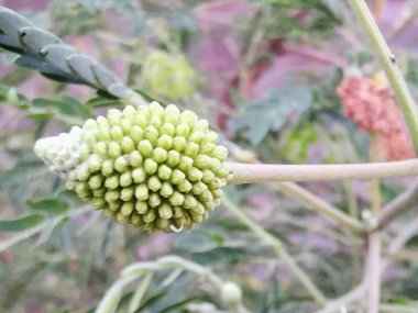 Sapında tomurcuklanan yeşil bir çiçeğin fotoğrafı..