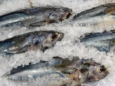 Buzun üzerinde oturan bir grup balığın fotoğrafı..