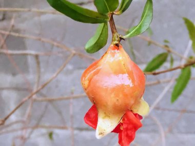 a photography of a pomegranate hanging from a tree branch. clipart