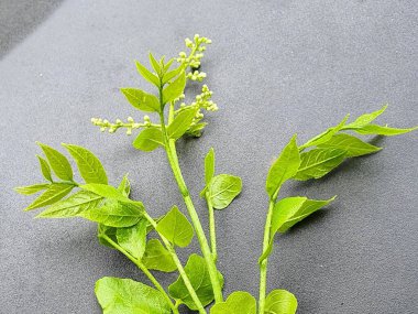 Yeşil yapraklı ve beyaz çiçekli bir bitkinin fotoğrafı..