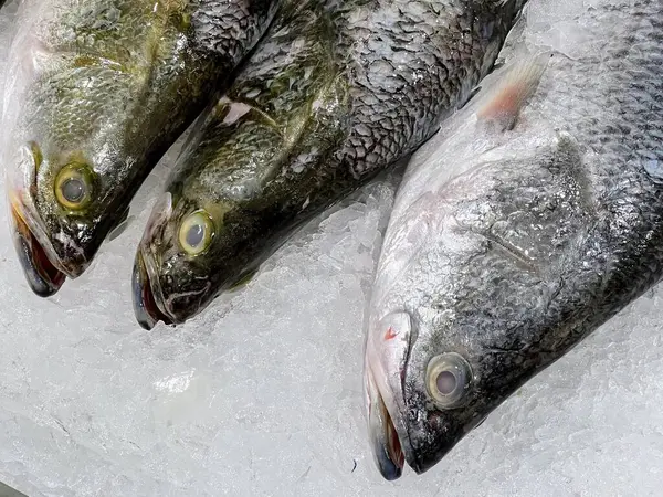 a photography of three fish on ice with one fish on the other.