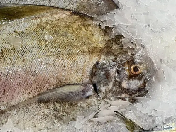 a photography of a fish on ice with a few other fish nearby.