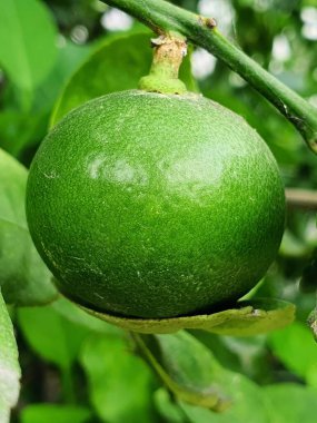 a photography of a green fruit hanging from a tree branch. clipart