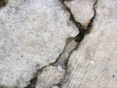 Betondaki bir çatlağın fotoğrafı ve içinden küçük bir bitki çıkıyor..