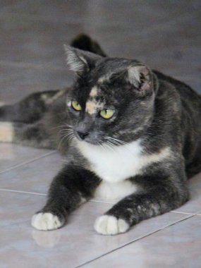 Yere uzanmış kameraya bakan bir kedinin fotoğrafı..