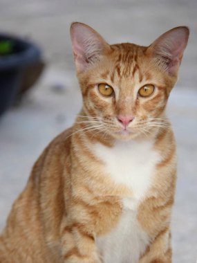 Yere oturmuş kameraya bakan bir kedinin fotoğrafı..