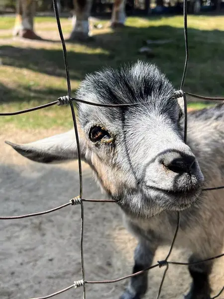 Kameraya çitten bakan bir keçinin fotoğrafı..