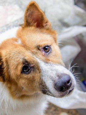 Yüzünde hüzünlü bir ifade olan bir köpeğin fotoğrafı..