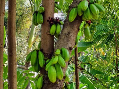 Ağaçtan sarkan bir grup muzun fotoğrafı..
