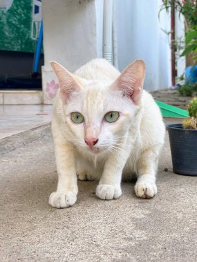 Bir saksı bitkisinin yanında yerde oturan beyaz bir kedinin fotoğrafı..