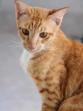 Masada oturmuş kameraya bakan bir kedinin fotoğrafı..