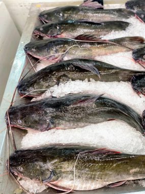 Arka planda bir insanla buzdaki bir balık tepsisinin fotoğrafı..