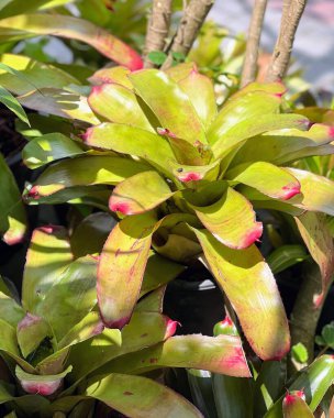 Bir saksının içinde pembe çiçekler olan bir bitkinin fotoğrafı..