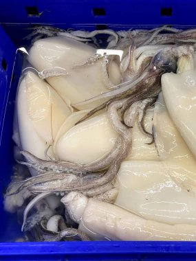 Mürekkep balığı ve mürekkep balıklarıyla dolu mavi bir kabın fotoğrafı..