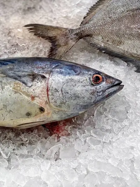 a photography of two fish on ice with a fish head in the background.