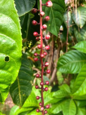 Üzerinde kırmızı böğürtlen yetişen bir bitkinin fotoğrafı..