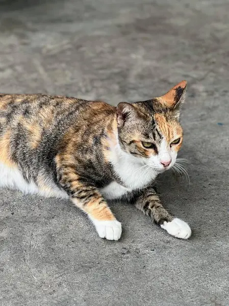 Yere uzanmış kameraya bakan bir kedinin fotoğrafı..