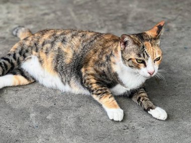 Yerde gözleri kapalı yatan bir kedinin fotoğrafı..