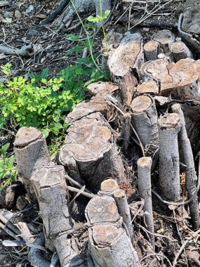 Ormandaki kesilmiş kütüklerin bir fotoğrafı..
