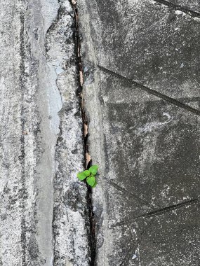 Beton duvardaki çatlaktan çıkan bir bitkinin fotoğrafı..