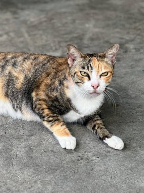 Yerde gözleri kapalı yatan bir kedinin fotoğrafı..