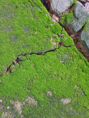 Yeşil yosunların, zemindeki çatlaklarla kaplı kaldırımlarının fotoğrafları..