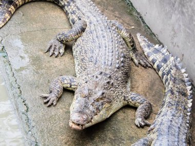 Suya yakın bir kayanın üzerinde yatan iki timsahın fotoğrafı..