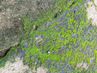 Beton bir yüzeyde yeşil yosunsu bir maddenin fotoğrafı..