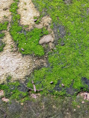 Siyah ve beyaz bir köpekle kaplı yeşil bir yosunun fotoğrafı..