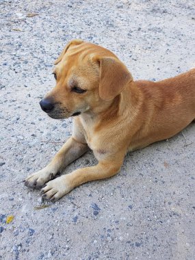 Bir köpeğin yerde yatarken çekilmiş bir fotoğrafı. Pençesi yerde..