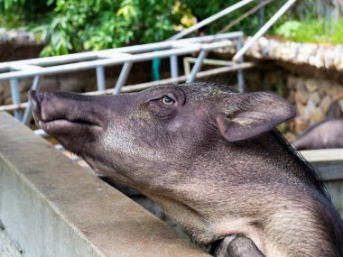 Kafasını duvara yapıştıran büyük bir hayvanın fotoğrafı..