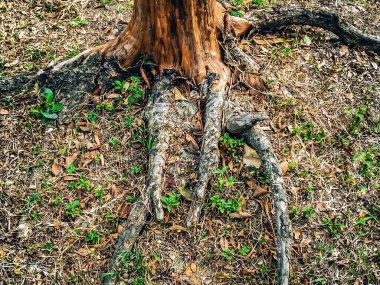 Tepesinde kuş evi olan bir ağaç kütüğünün fotoğrafı..