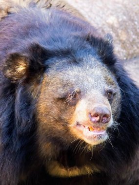Beyaz yüzlü ve kahverengi burunlu siyah bir ayının fotoğrafı..
