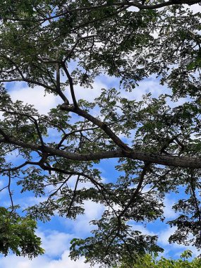 Gün ortasında bir ağaç dalında oturan bir kuşun fotoğrafı..