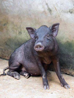 Duvarın önünde yerde oturan bir domuzun fotoğrafı..