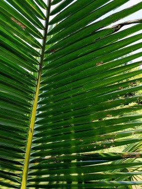 Üzerinde kuş tünemiş yeşil bir yaprağın fotoğrafı..
