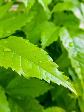 Üzerinde su damlaları olan yeşil bir yaprağın fotoğrafı..