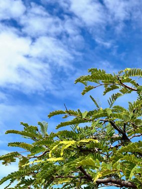 Arka planda mavi bir gökyüzü olan bir ağacın dalına tünemiş bir kuşun fotoğrafı..