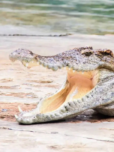 a photography of a crocodile with its mouth open and its mouth wide open.
