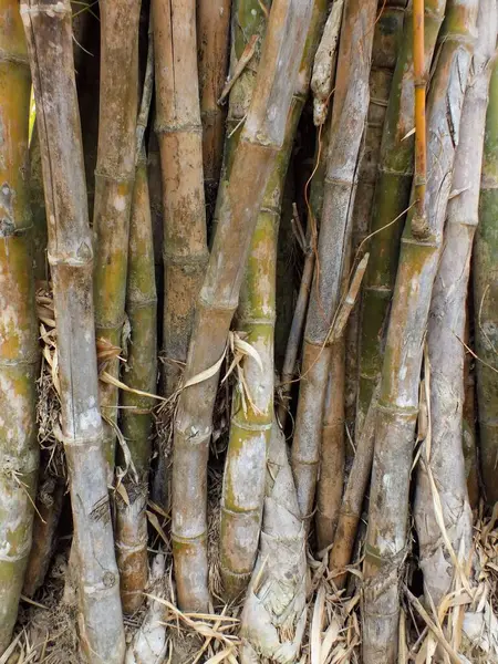 Yapraklı bir grup bambu çubuğunun fotoğrafı..