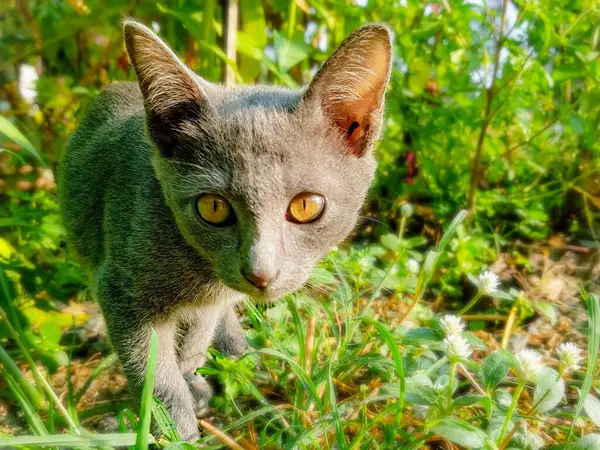 Çimlerin arasında yürüyen bir kedinin fotoğrafı..