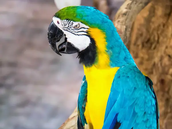 stock image a photography of a parrot sitting on a branch with a blurry background.