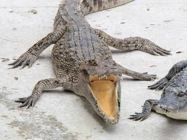 a photography of a crocodile with its mouth open and a crocodile with its mouth open.